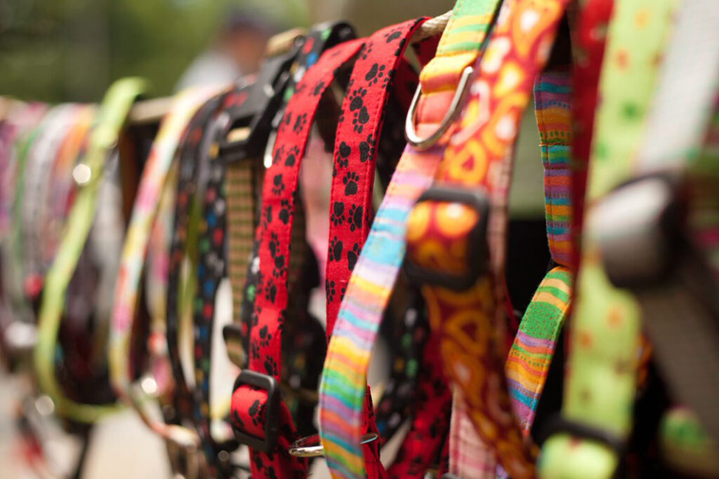 Collares para perros: aprende a elegir el más indicado 