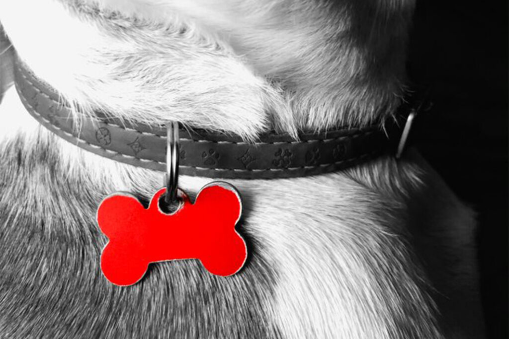 Perritos pequeños: elige nombres  graciosos para tu mejor amigo  