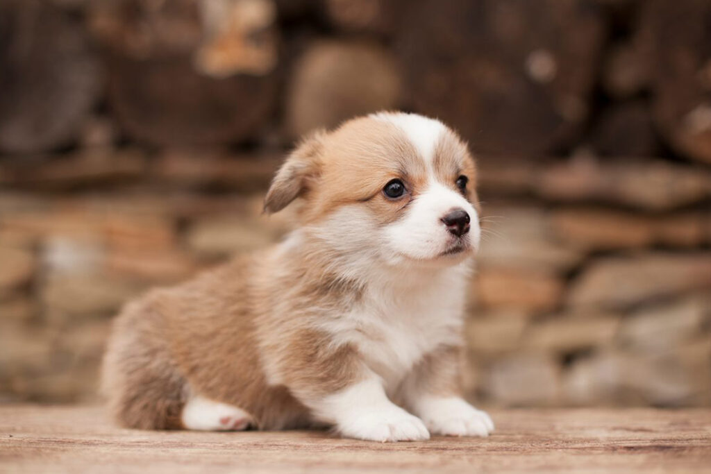 Perritos bebés ¿a qué edad es recomendable adoptarlos?